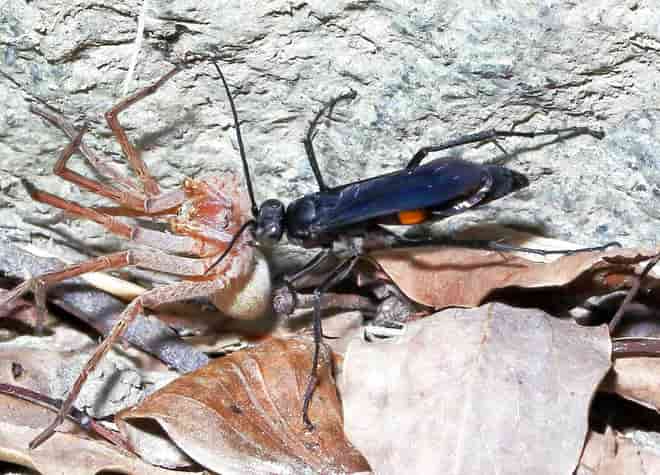 昆虫図鑑・オオモンクロクモバチ